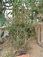 Opuntia leptocaulis (fam Cactacees) (Mexique, S-O des USA) (1) (Photo F. Mrugala)